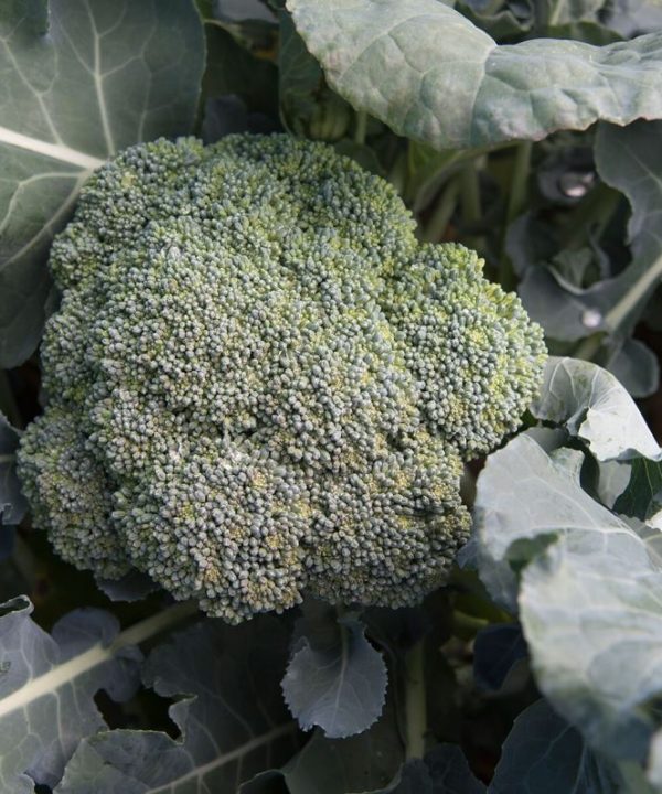 Arcadia - (F1) Broccoli Seed