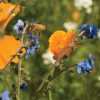 Bee Feed Mix - Flower Seed