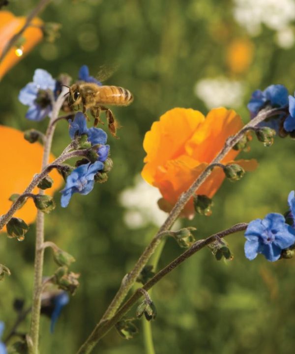 Bee Feed Mix - Flower Seed