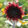 ProCut? Red - (F1) Sunflower Seed