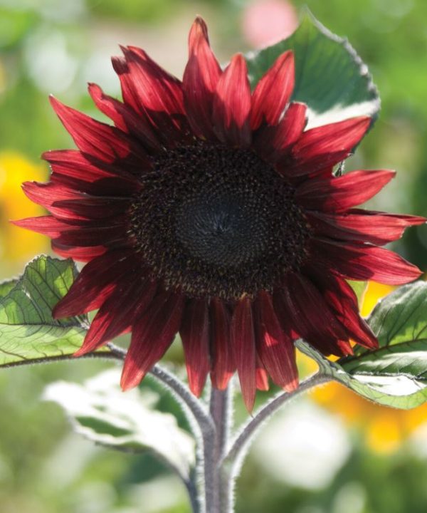 ProCut? Red - (F1) Sunflower Seed
