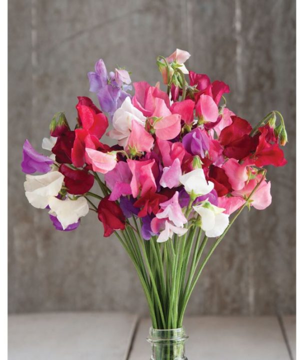 Mammoth Choice Mix - Sweet Pea Seed