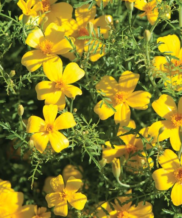 Lemon Gem - Marigold Seed