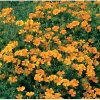 Tangerine Gem - Marigold Seed