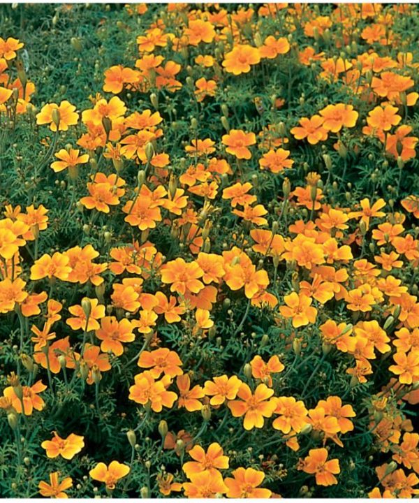 Tangerine Gem - Marigold Seed