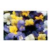 Sorbet Formula Mix - (F1) Viola Seed