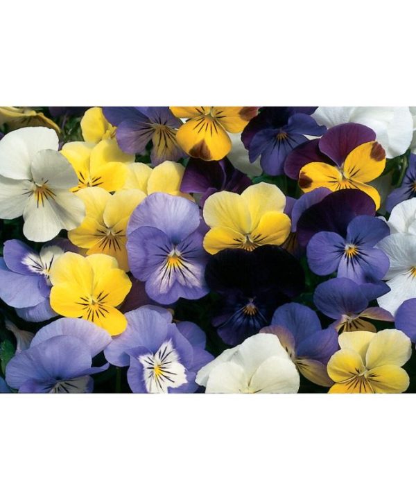 Sorbet Formula Mix - (F1) Viola Seed