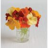 Jewel Mix - Nasturtium Seed