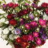 Serenade Mix - China Aster Seed