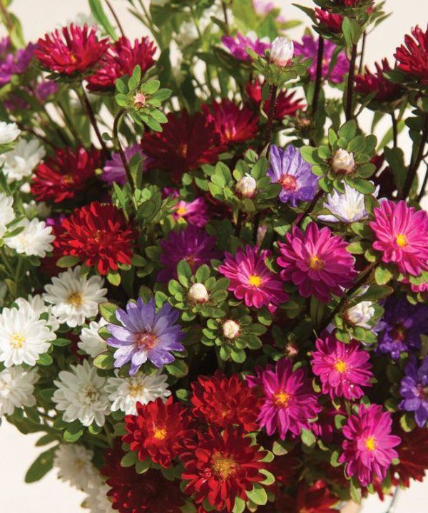 Serenade Mix - China Aster Seed
