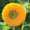 Teddy Bear - Sunflower Seed