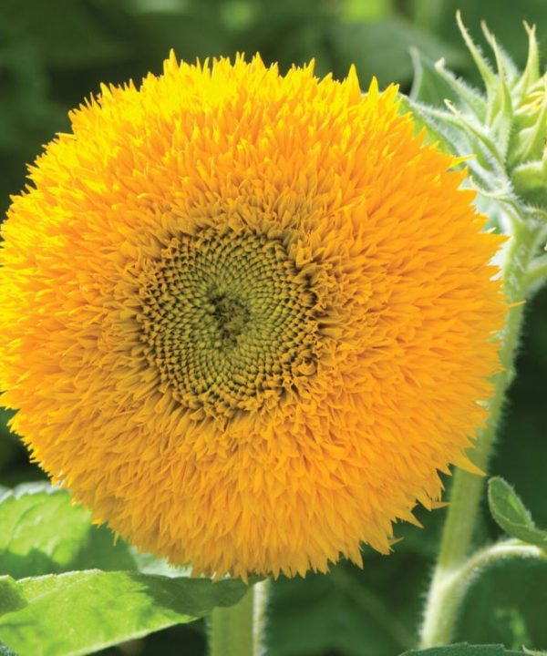 Teddy Bear - Sunflower Seed