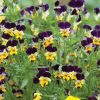 Helen Mount - Viola Seed
