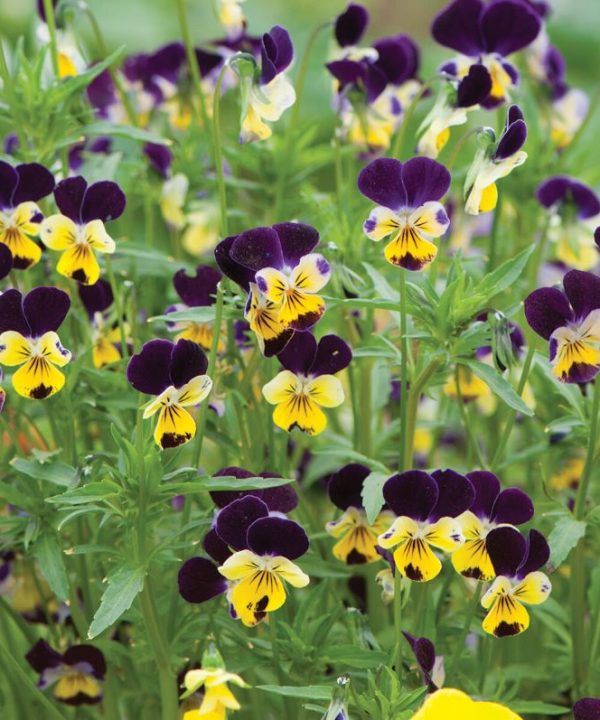 Helen Mount - Viola Seed
