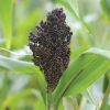 Texas Black - Broom Corn Seed