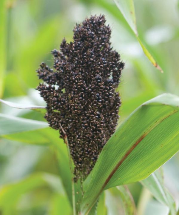 Texas Black - Broom Corn Seed