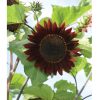 Moulin Rouge - (F1) Sunflower Seed