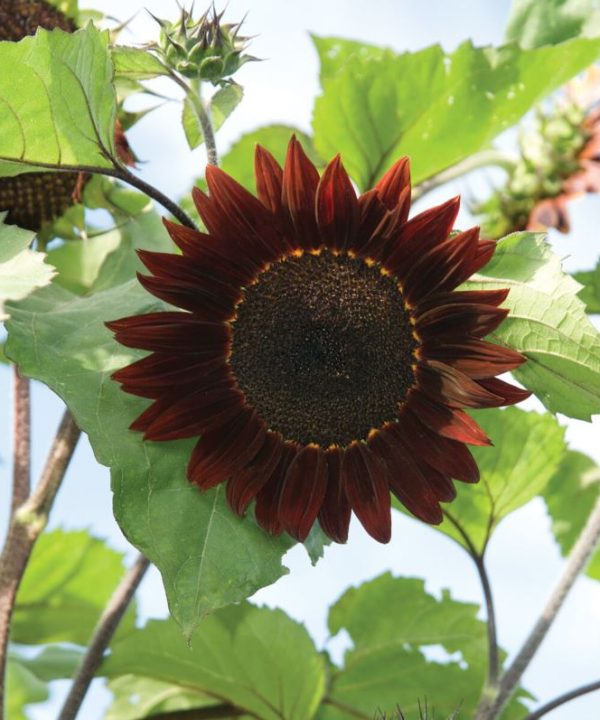 Moulin Rouge - (F1) Sunflower Seed