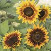 Ring of Fire - Sunflower Seed