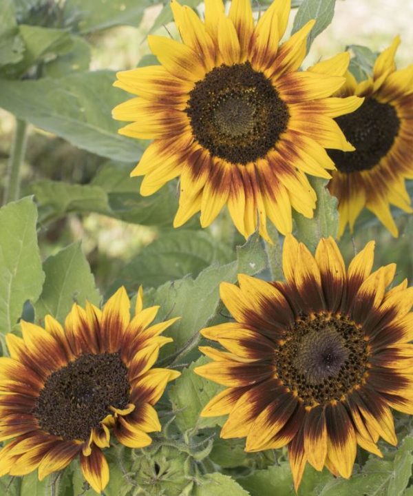 Ring of Fire - Sunflower Seed