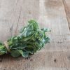 De Cicco - Organic Sprouting Broccoli Seeds