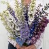 Magic Fountains Mix - Delphinium Seed
