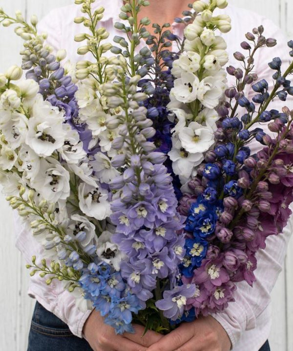 Magic Fountains Mix - Delphinium Seed