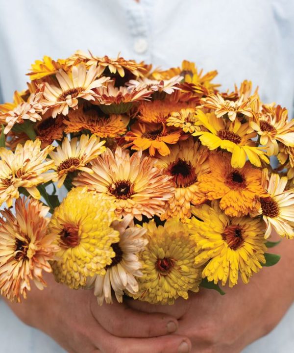 Flashback Mix - Organic Calendula Seed