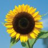 Sunbright Supreme - (F1) Sunflower Seed