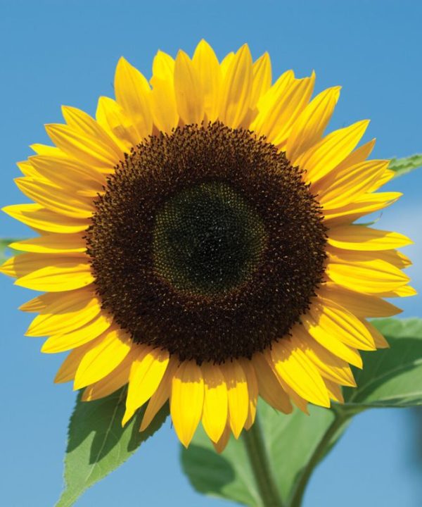 Sunbright Supreme - (F1) Sunflower Seed