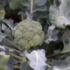 Marathon - (F1) Broccoli Seed