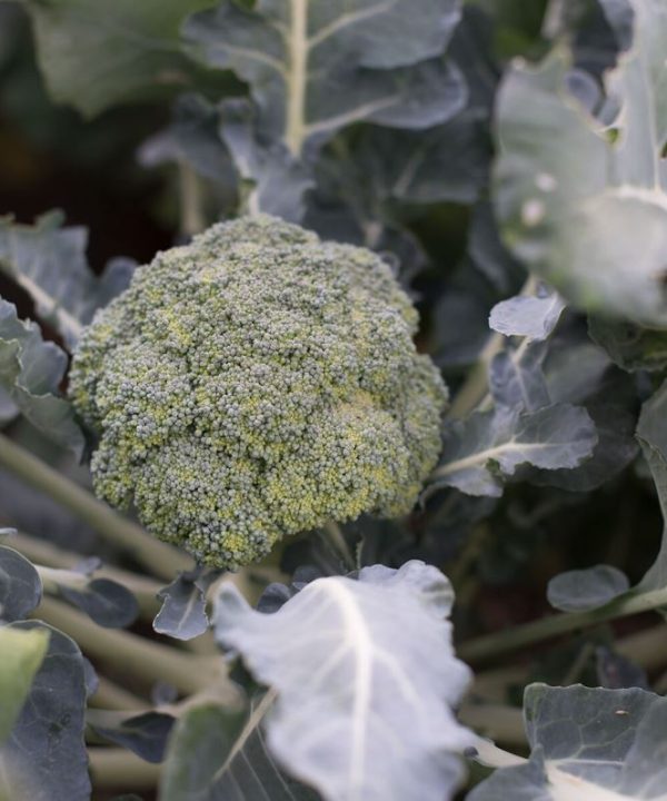 Marathon - (F1) Broccoli Seed