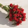 Strawberry Fields - Gomphrena Seed
