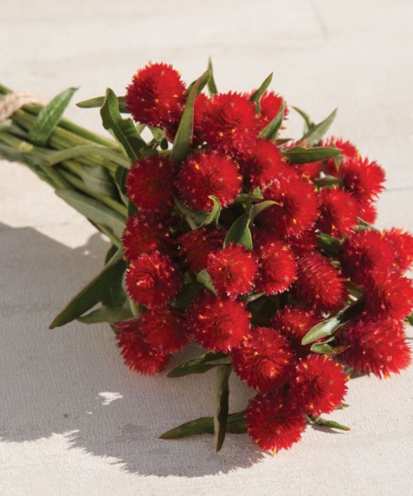 Strawberry Fields - Gomphrena Seed