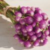 Bicolor Rose - Gomphrena Seed
