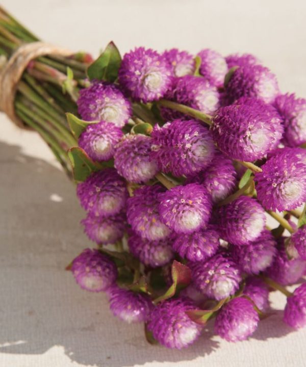 Bicolor Rose - Gomphrena Seed
