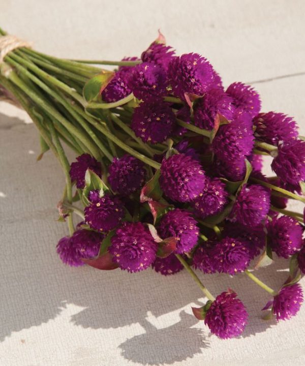 QIS? Purple - Gomphrena Seed
