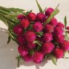 QIS? Carmine - Gomphrena Seed