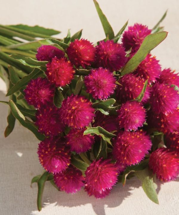 QIS? Carmine - Gomphrena Seed