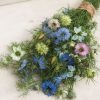Love-In-A-Mist - Nigella Seed