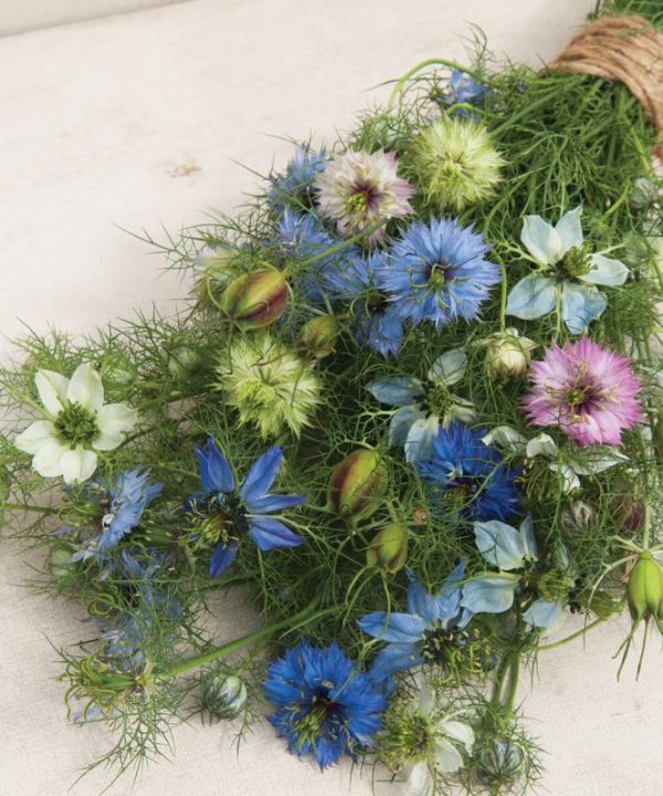 Love-In-A-Mist - Nigella Seed