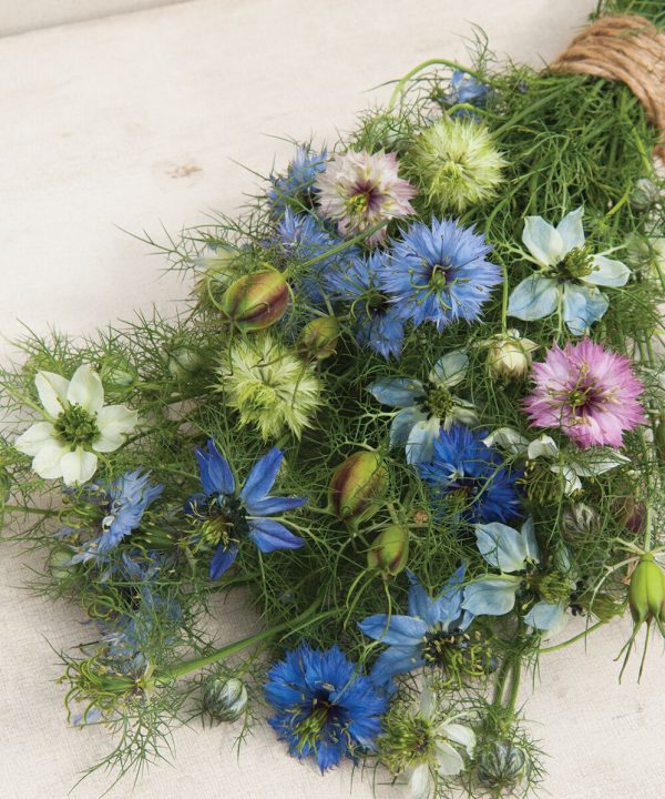 Love-In-A-Mist - Organic Nigella Seed