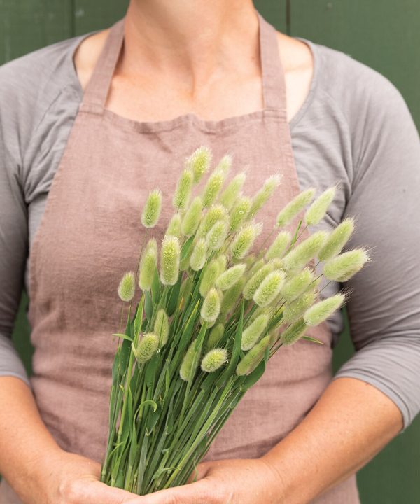 Hare's Tail Grass - Ornamental Grass Seed