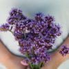 Verbena bonariensis - Flower Seed
