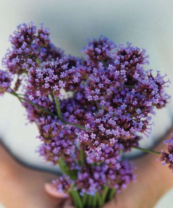 Verbena bonariensis - Flower Seed