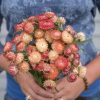 Apricot/Peach Mix - Organic Strawflower Seed