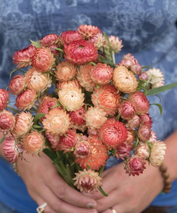 Apricot/Peach Mix - Organic Strawflower Seed
