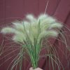 Feathertop - Ornamental Grass Seed