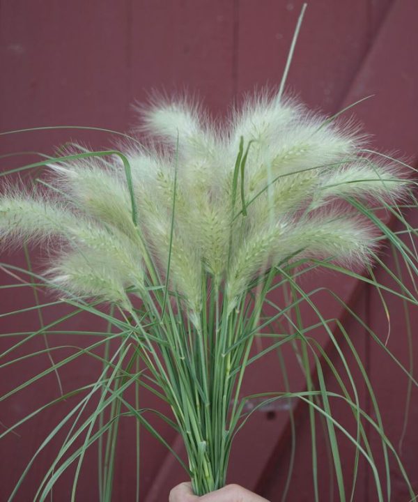Feathertop - Ornamental Grass Seed
