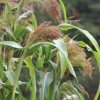 Red Broom Corn - Broom Corn Seed